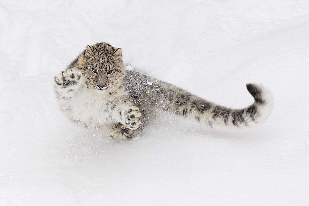 Snow leopard-Panthera uncia controlled situation-Montana art print by Adam Jones for $57.95 CAD