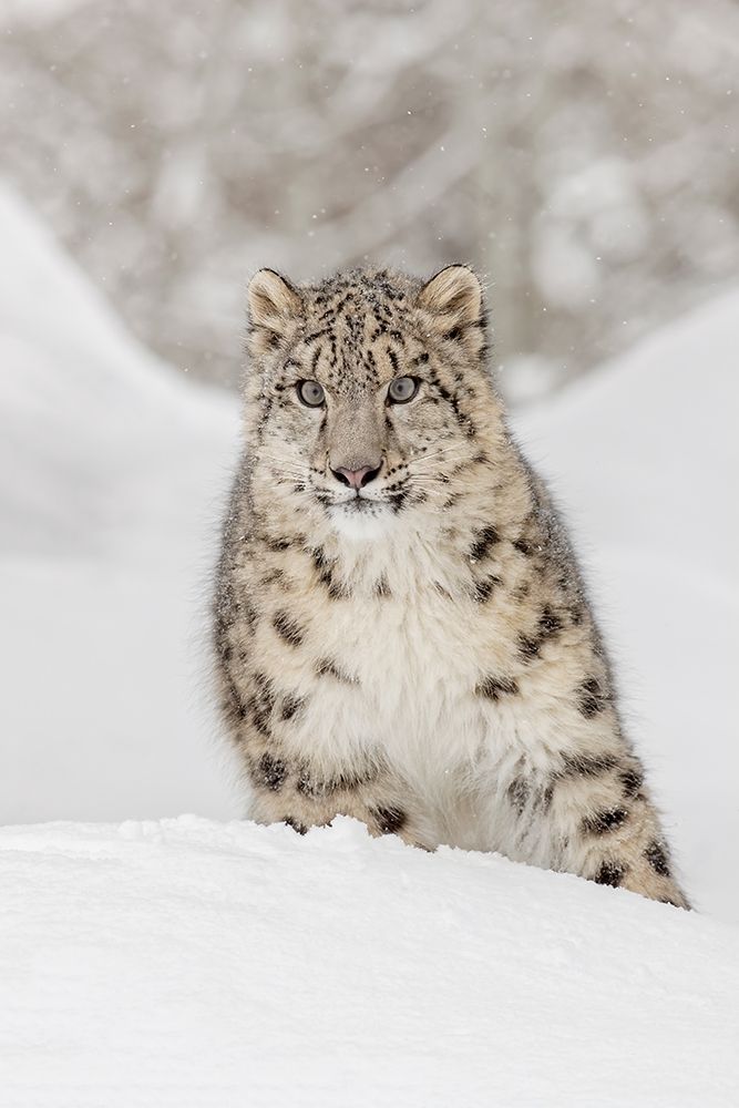 Snow leopard-Panthera uncia controlled situation-Montana art print by Adam Jones for $57.95 CAD