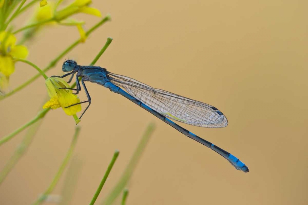 MT, Lee Metcalf NWR Blue damselfly on plant art print by Nancy Rotenberg for $57.95 CAD