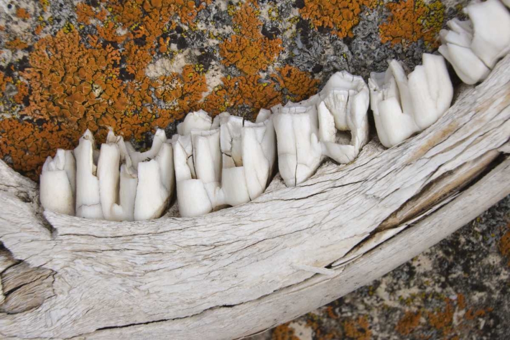 MT Weathered jaw bone of deer and lichen on rock art print by Don Paulson for $57.95 CAD