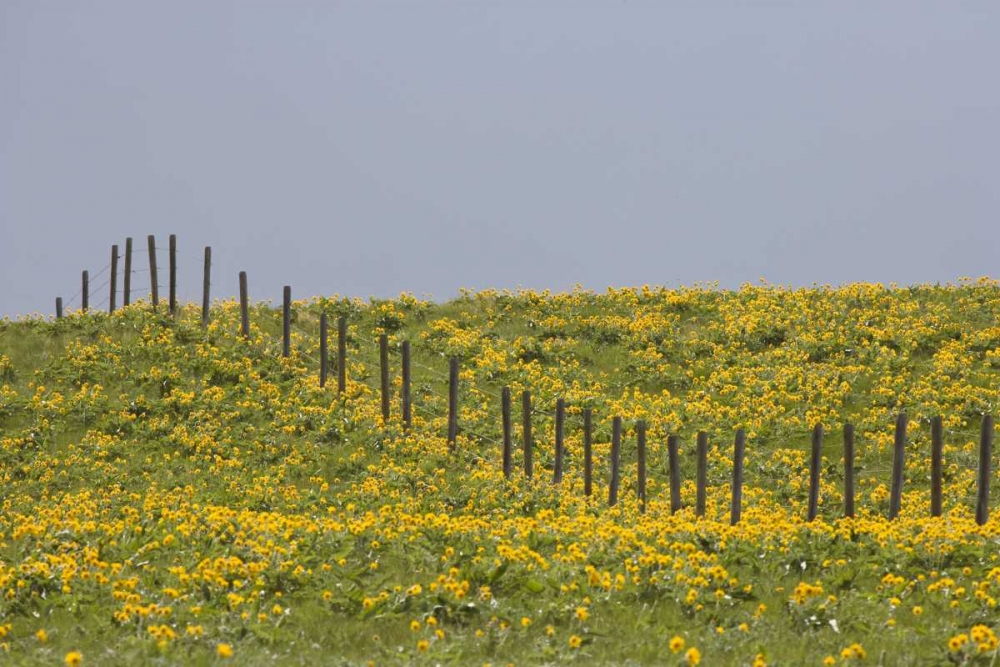 MT, Rocky Mts Balsamroot in field with fence art print by Don Paulson for $57.95 CAD