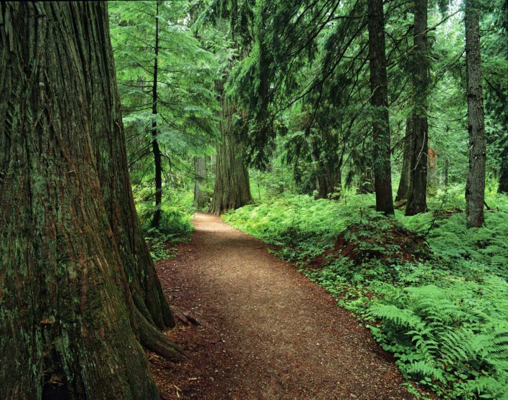 MT, Kootenai NF Trail amid ferns and cedar trees art print by Dennis Flaherty for $57.95 CAD