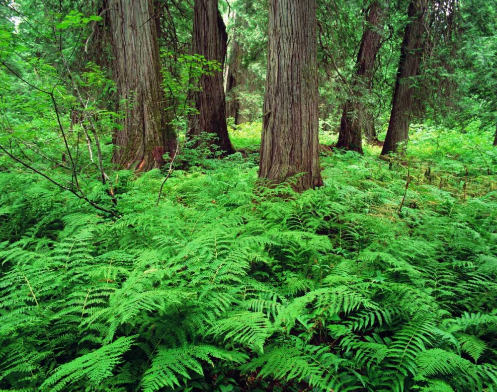 MT, Kootenai NF, Lush ferns and cedar trees art print by Dennis Flaherty for $57.95 CAD
