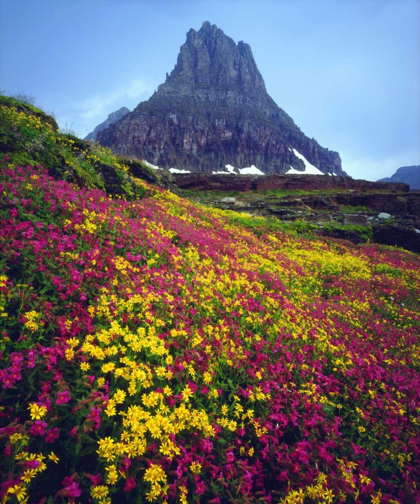 USA, Montana, Glacier NP Wildflowers in summer art print by Christopher Talbot Frank for $57.95 CAD
