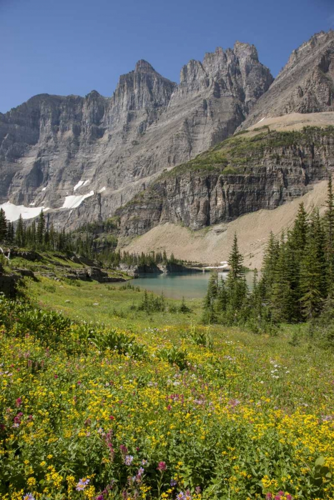Montana, Glacier NP Meadow above Iceberg Lake art print by Don Grall for $57.95 CAD