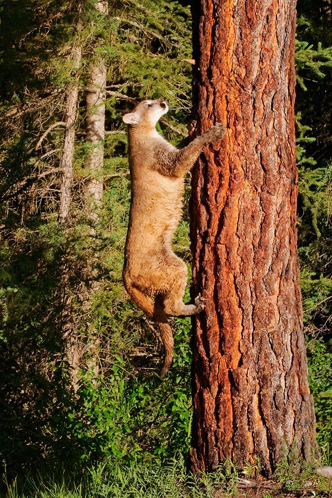 Montana Juvenile mountain lion climbing tree art print by Jaynes Gallery for $57.95 CAD
