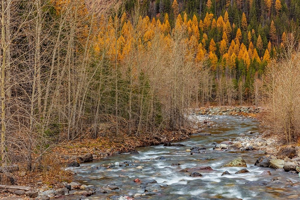 Bear Creek in autumn in the Flathead National Forest-Montana-USA art print by Chuck Haney for $57.95 CAD