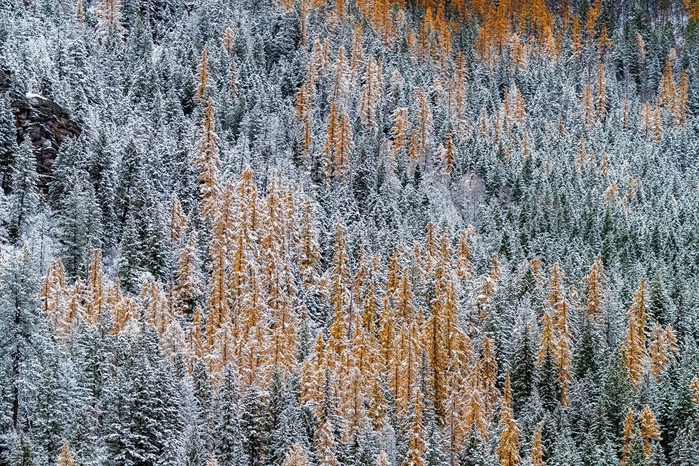 Fresh snowfall on autumn larch trees on Columbia Mountain in Columbia Falls-Montana-USA art print by Chuck Haney for $57.95 CAD
