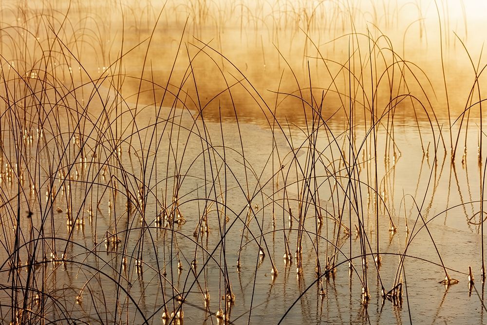 Icy reeds at sunrise on cold morning at Spencer Lake near Whitefish-Montana-USA art print by Chuck Haney for $57.95 CAD
