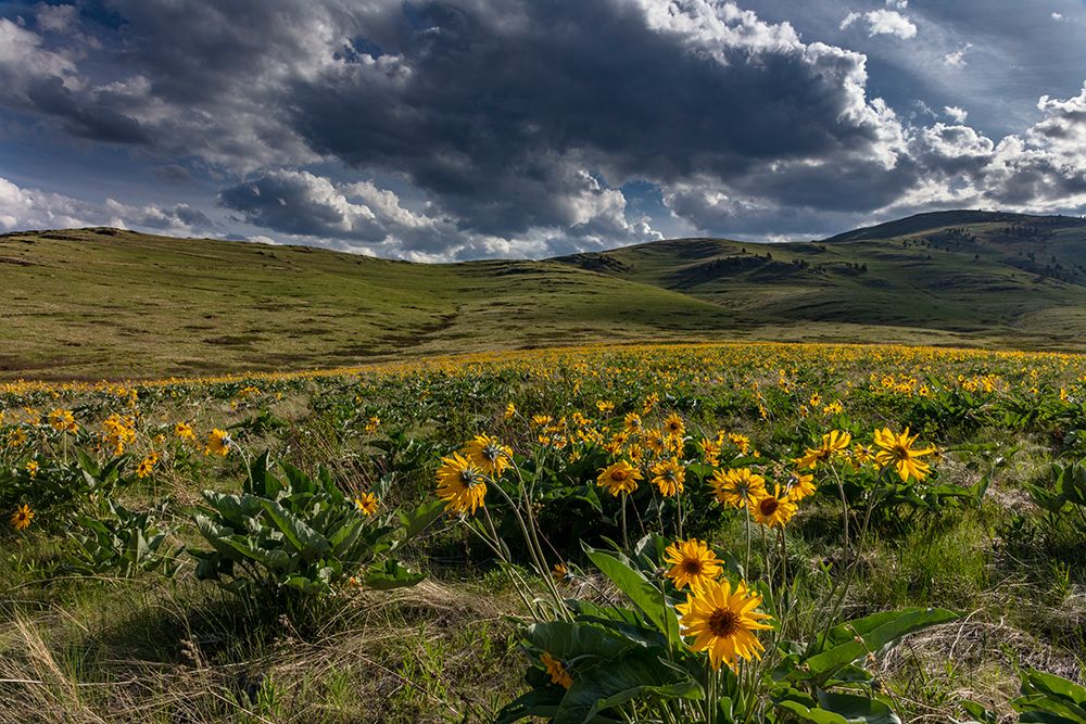 Arrowleaf balsamroot in the hills at the National Bison Range in Moiese-Montana-USA art print by Chuck Haney for $57.95 CAD