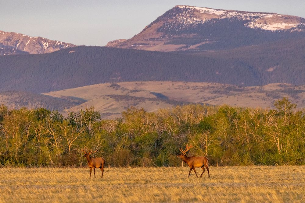 Bull elk in velvet along the Rocky Mountain Front near Choteau-Montana-USA art print by Chuck Haney for $57.95 CAD