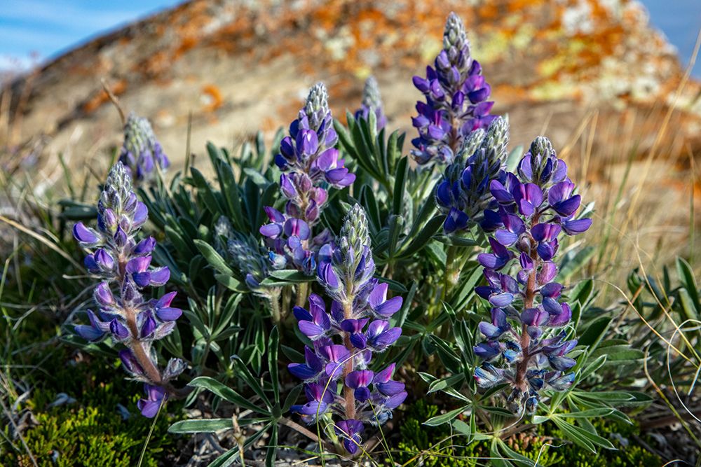 Lupine wildflowers along the Rocky Mountain Front near Choteau-Montana-USA art print by Chuck Haney for $57.95 CAD