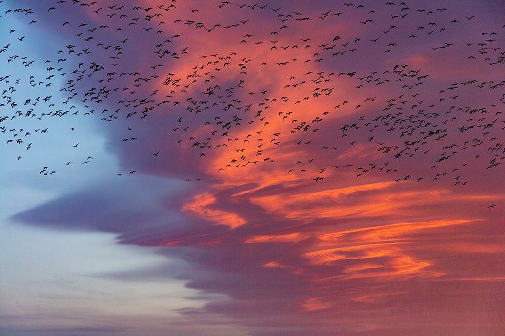 Snow geese lift off with dramatic lenticular cloud sunrise sky during spring migration at Freezeout art print by Chuck Haney for $57.95 CAD