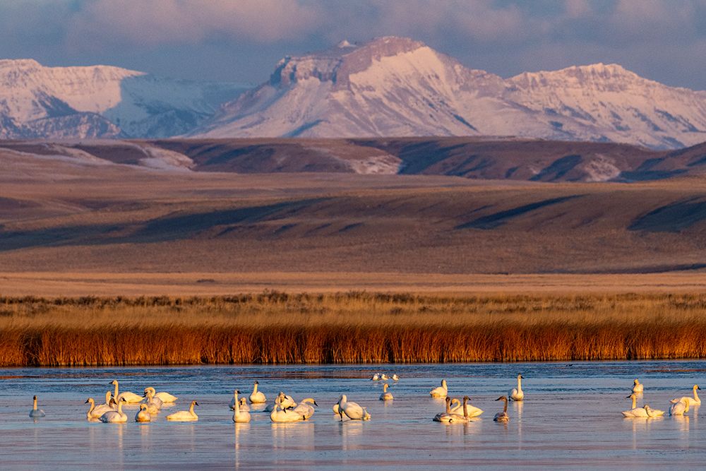 Tundra Swans with Ear Mountain in background during spring migration at Freezeout Lake Wildlife Man art print by Chuck Haney for $57.95 CAD