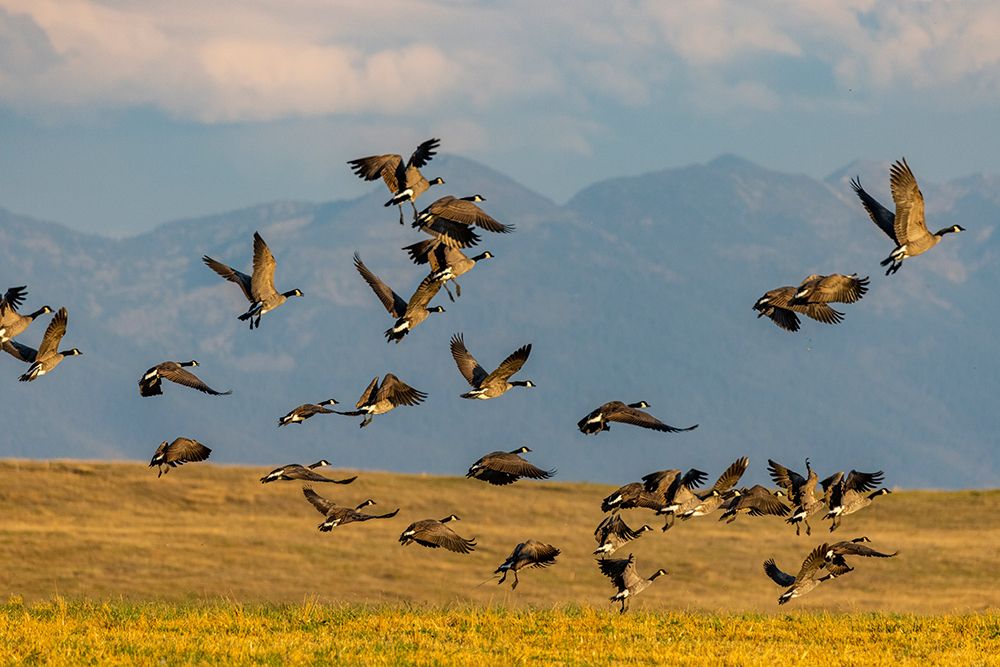 Canada geese take off for flight in the Flathead Valley-Montana-USA art print by Chuck Haney for $57.95 CAD