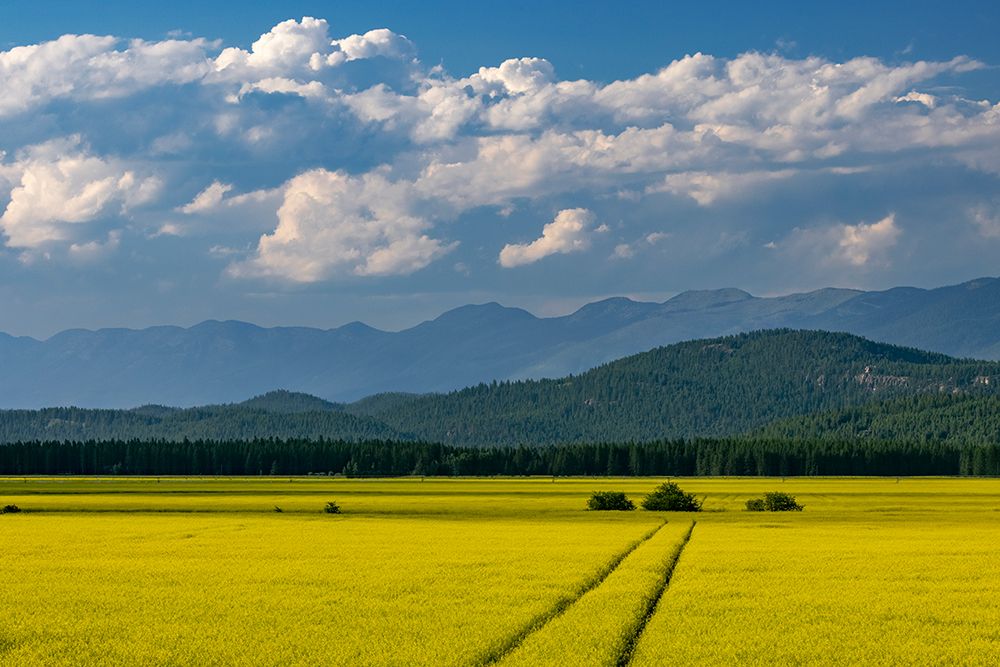 Flowering canola in the Flathead Valley-Montana-USA art print by Chuck Haney for $57.95 CAD