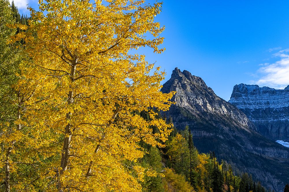 Autumn cottonwood and Mount Oberlin in Glacier National Park-Montana-USA art print by Chuck Haney for $57.95 CAD