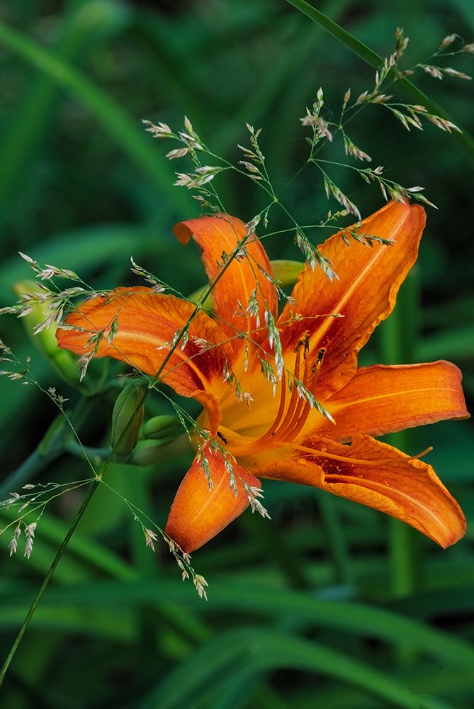 Orange daylily in Whitefish-Montana-USA art print by Chuck Haney for $57.95 CAD