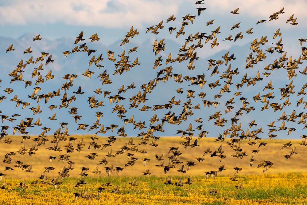 Huge flock of European starlings take flight in the Flathead Valley-Montana-USA art print by Chuck Haney for $57.95 CAD