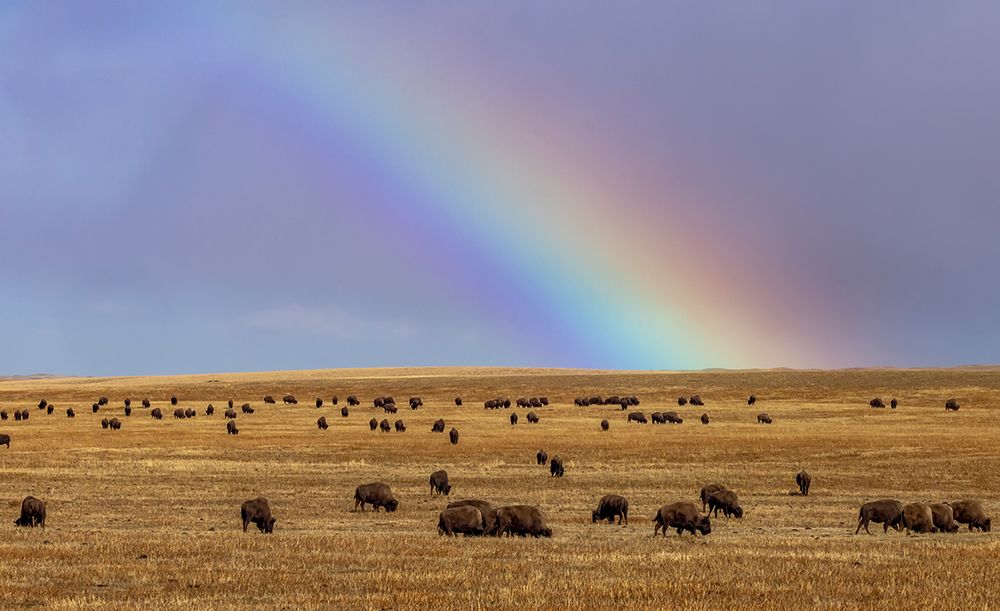 Rainbow over the Blackfeet Nation Bison herd near Browning-Montana-USA art print by Chuck Haney for $57.95 CAD