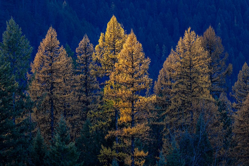 Backlit autumn larch trees in the Kootenai National Forest-Montana-USA art print by Chuck Haney for $57.95 CAD