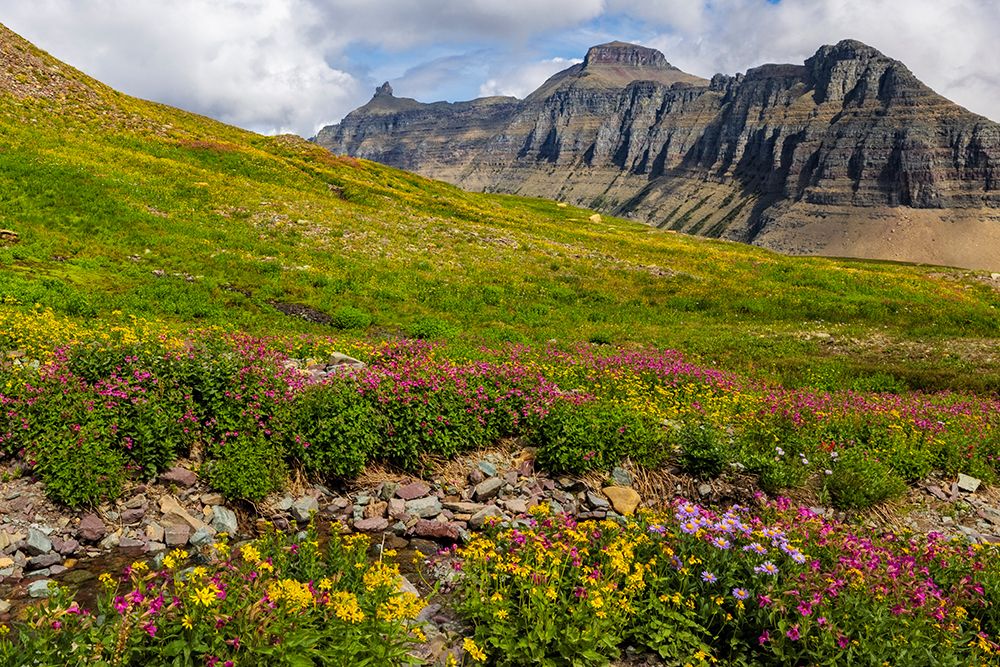 Alpine meadows full of wildflowers at Logan Pass in Glacier National Park-Montana-USA art print by Chuck Haney for $57.95 CAD