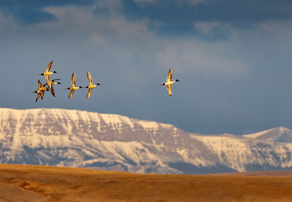 Northern Pintail ducks in courtship flight at Freezeout Lake near Choteau-Montana-USA art print by Chuck Haney for $57.95 CAD