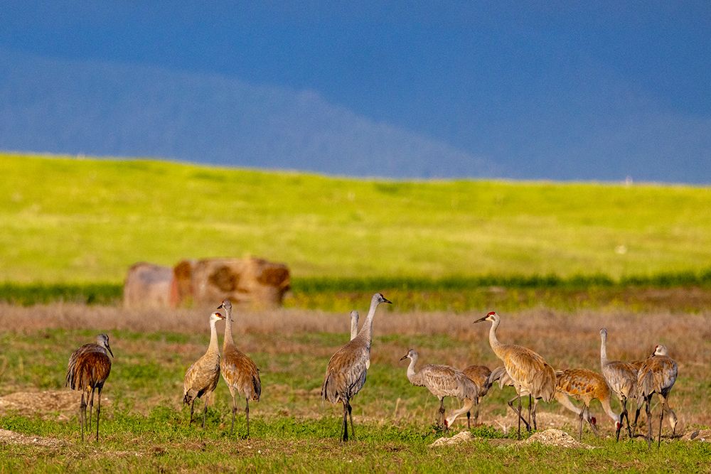 Sandhill cranes in the Flathead Valley-Montana-USA art print by Chuck Haney for $57.95 CAD