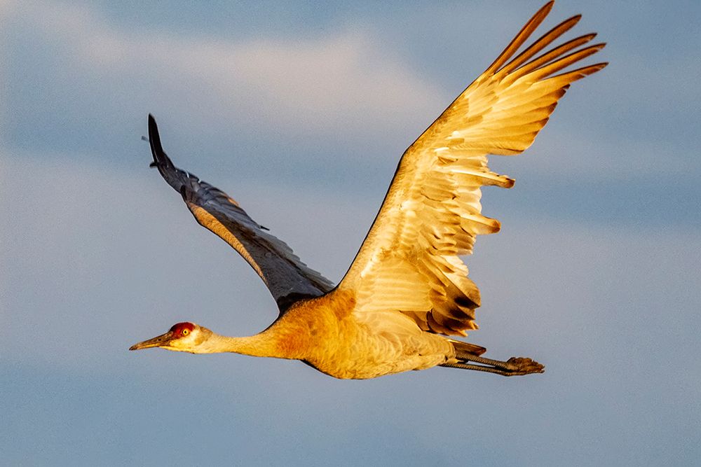 Sandhill crane in flight in the Flathead Valley-Montana-USA art print by Chuck Haney for $57.95 CAD