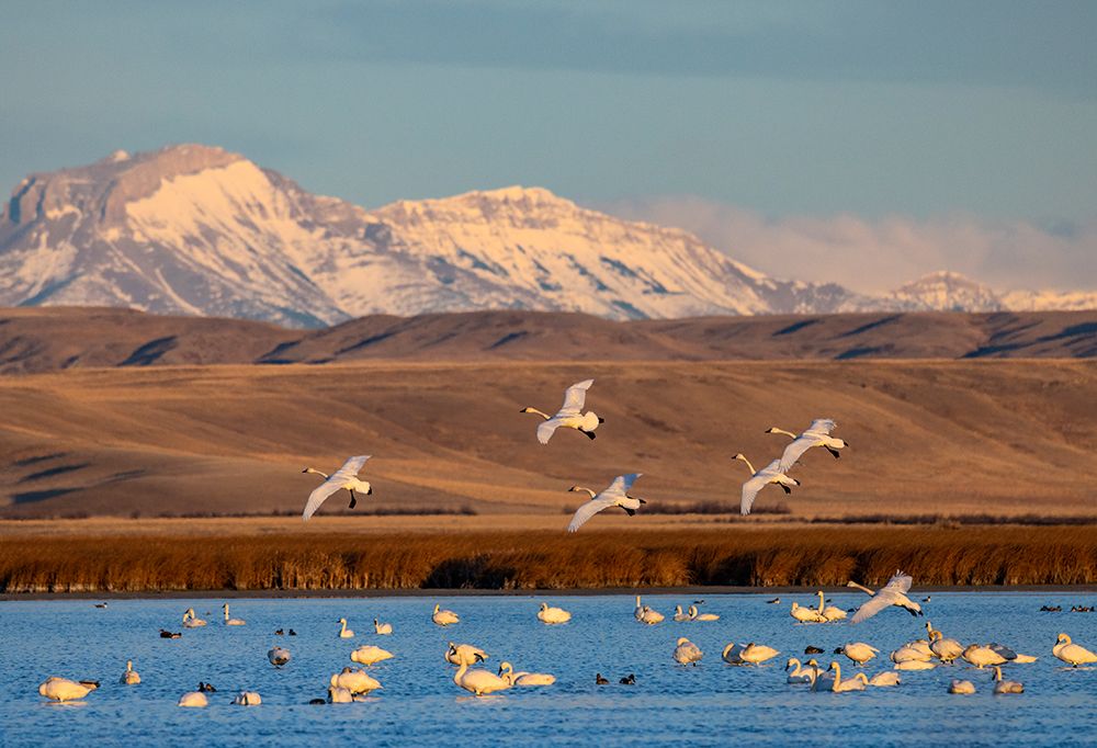 Tundra swans at Freezeout Lake Wildlife Management Area near Choteau-Montana-USA art print by Chuck Haney for $57.95 CAD