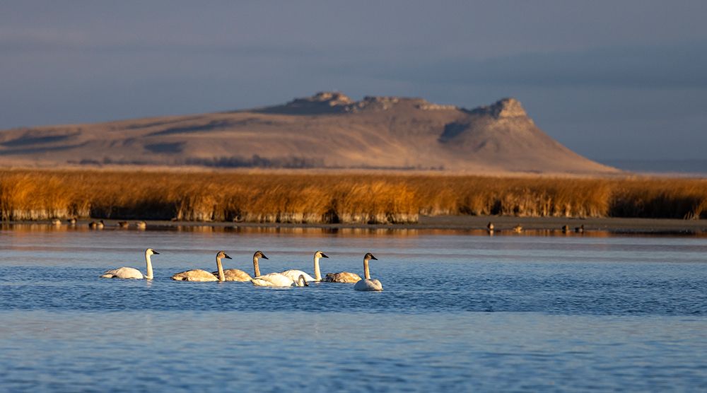 Tundra swans at Freezeout Lake Wildlife Management Area near Choteau-Montana-USA art print by Chuck Haney for $57.95 CAD