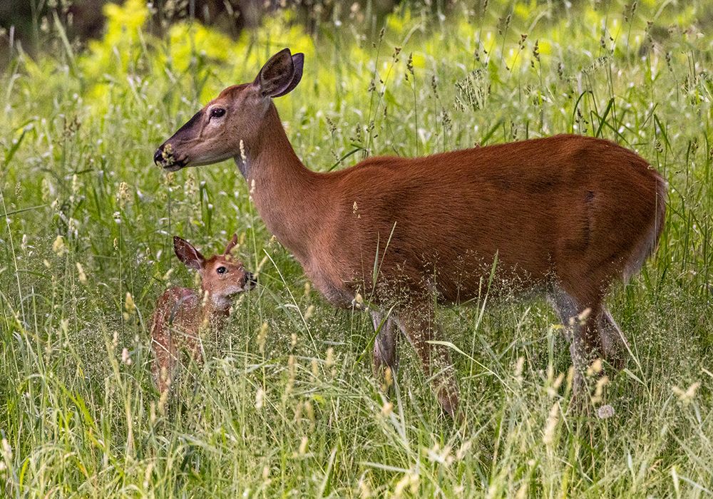 Whitetail deer doe and fawn in Whitefish-Montana-USA art print by Chuck Haney for $57.95 CAD