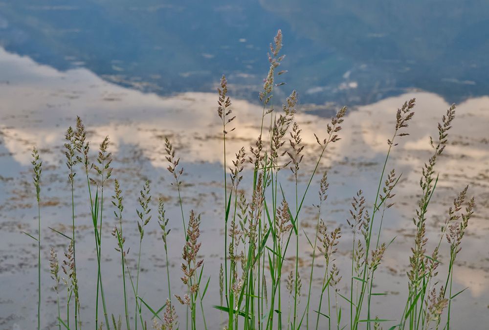 USA, Montana, Allentown. Grass along the edge of a small pond. art print by Darrell Gulin for $57.95 CAD