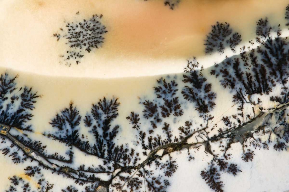 USA, Nevada Close-up of amethyst sage agate art print by Dennis Kirkland for $57.95 CAD