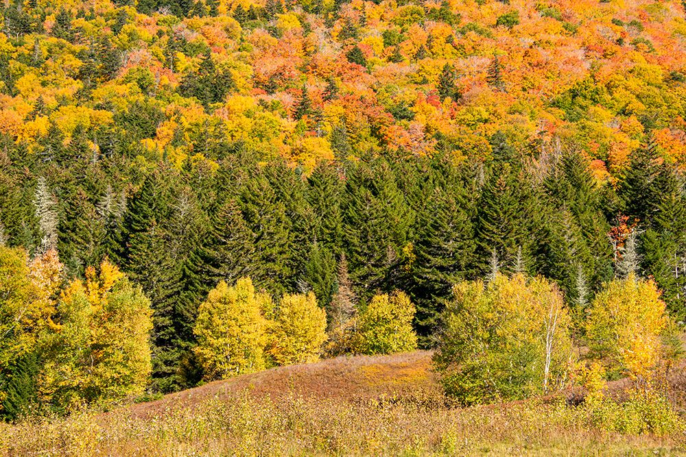 USA-New Hampshire-fall foliage Bretton Woods at base of Mount Washington art print by Allison Jones for $57.95 CAD