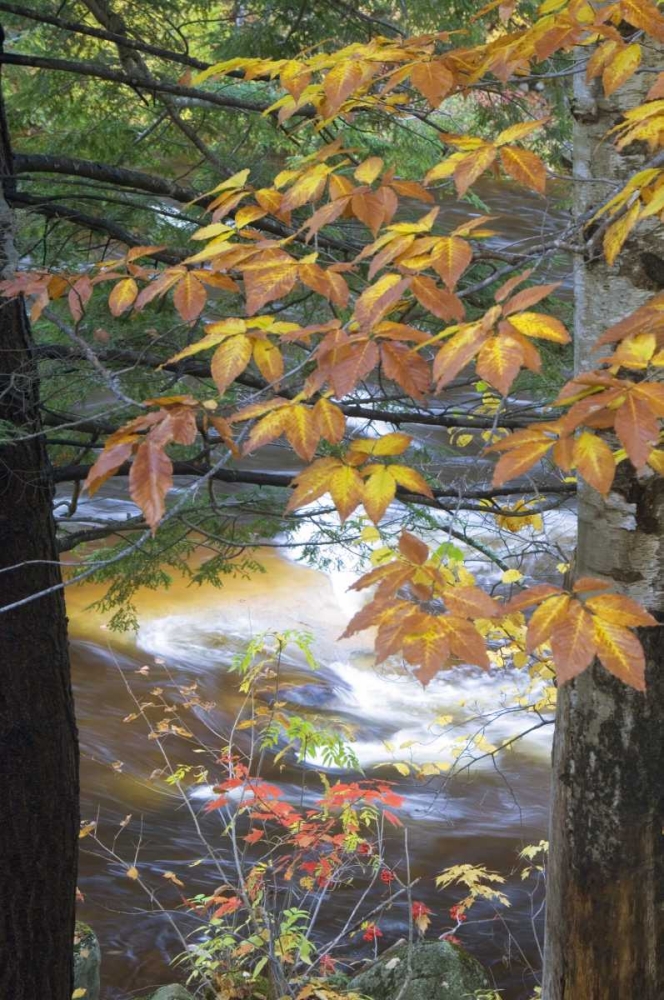 USA, New Hampshire, Stream and fall foliage art print by Nancy Rotenberg for $57.95 CAD