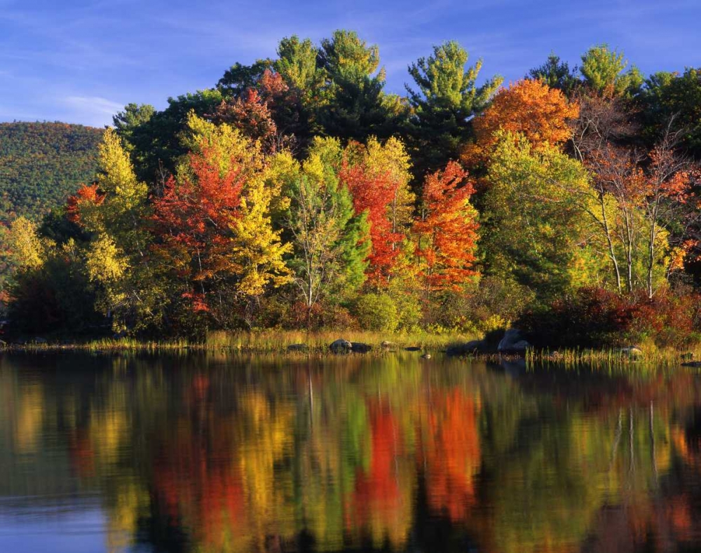 NH Trees in autumn reflecting in Lake Kanasatka art print by Steve Terrill for $57.95 CAD