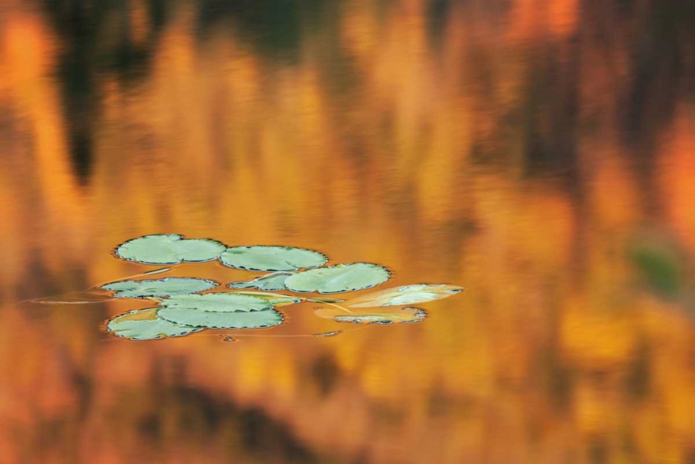 NH, White Mts Lily pads float on pond in autumn art print by Dennis Flaherty for $57.95 CAD