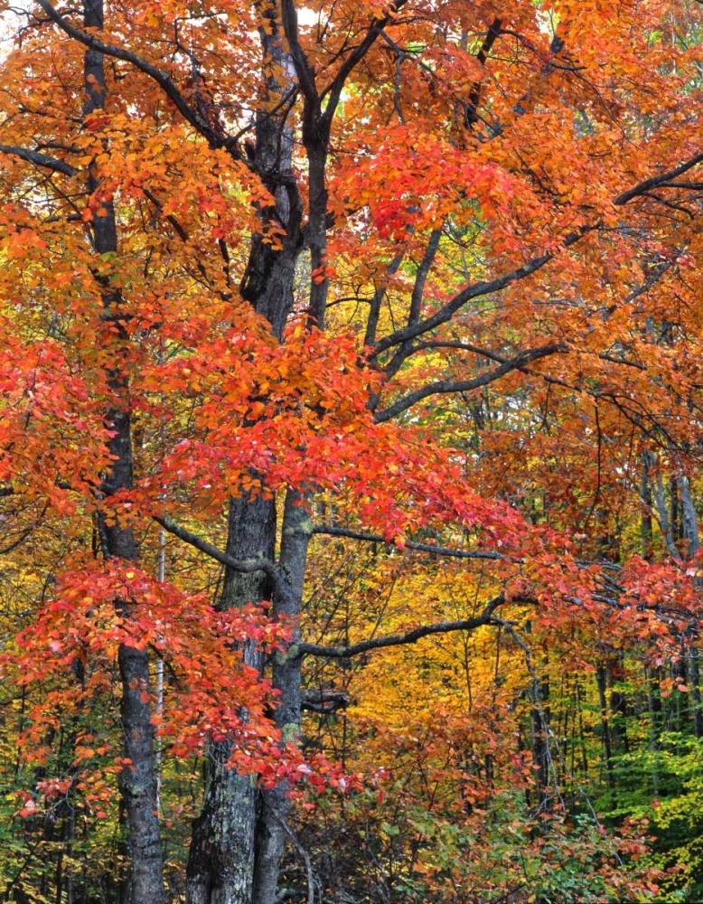 New Hampshire Maple trees in Belknap Mountains art print by Steve Terrill for $57.95 CAD