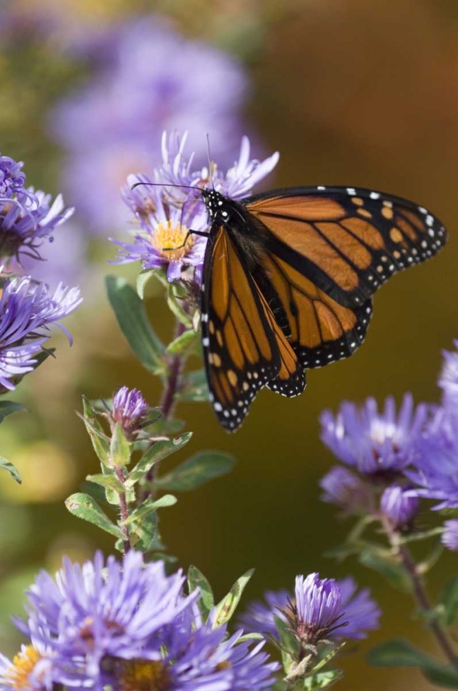 New Hampshire Monarch butterfly on aster flower art print by Nancy Rotenberg for $57.95 CAD