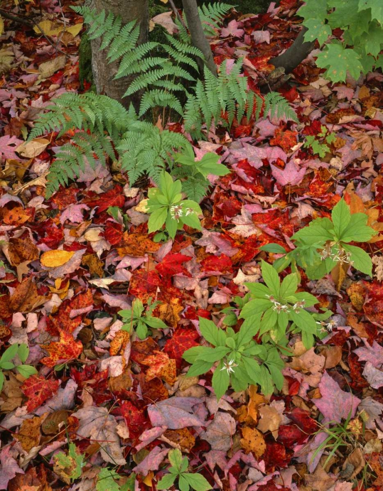 NH, White Mountain NF Leaves on forest floor art print by Steve Terrill for $57.95 CAD