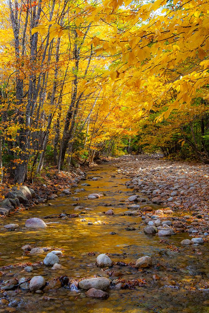 USA-New Hampshire-White Mountains National Forest-Highway 112-Small stream Fall colors of White Bir art print by Sylvia Gulin for $57.95 CAD