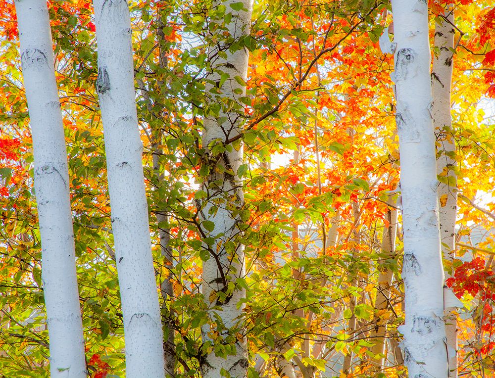 USA-New Hampshire-Franconia-Autumn Colors surrounding group of White Birch tree trunks art print by Sylvia Gulin for $57.95 CAD