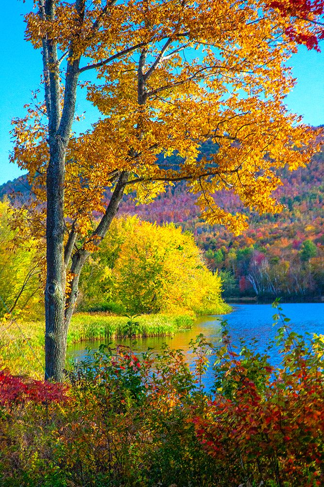 USA-New Hampshire-Franconia-small lake surrounded by Fall color of Maple-White Birch-and American B art print by Sylvia Gulin for $57.95 CAD