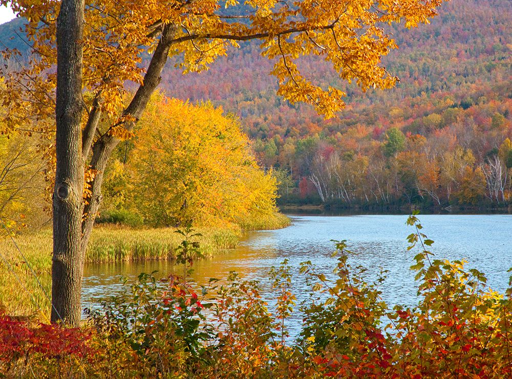 USA-New Hampshire-Franconia-small lake surrounded by Fall color of Maple-White Birch-and American B art print by Sylvia Gulin for $57.95 CAD