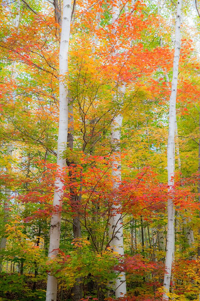 USA-New Hampshire-Gorham-White Birch tree trunks surrounded by Fall colors from Maple-Beech and Bir art print by Sylvia Gulin for $57.95 CAD