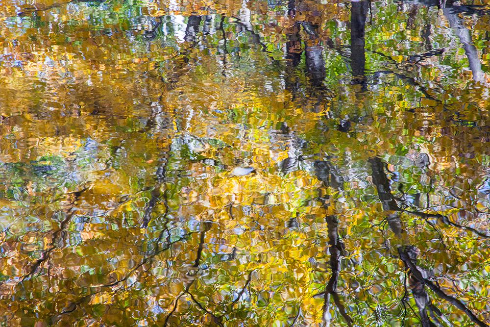 USA-New Hampshire-Gorham Autumn colors reflected in small pond art print by Sylvia Gulin for $57.95 CAD