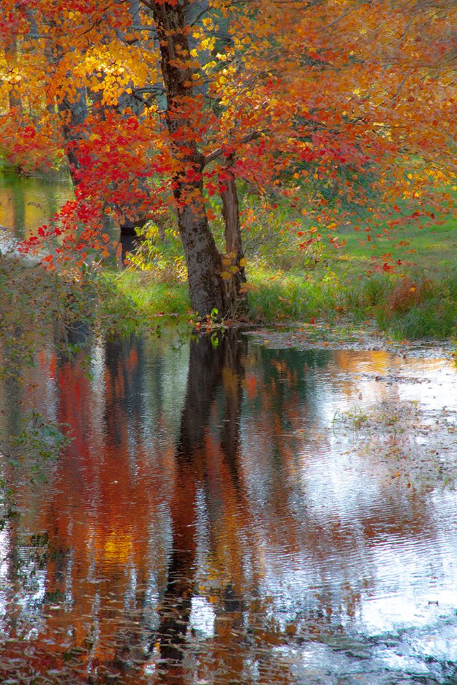 USA-New Hampshire-Jackson-Autumn in New England with Fall Color of Maple Tree reflected in small po art print by Sylvia Gulin for $57.95 CAD