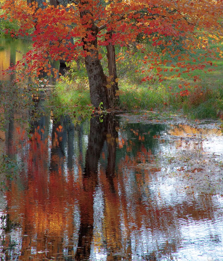 USA-New Hampshire-Jackson-Autumn in New England with Fall Color of Maple Tree reflected in small po art print by Sylvia Gulin for $57.95 CAD