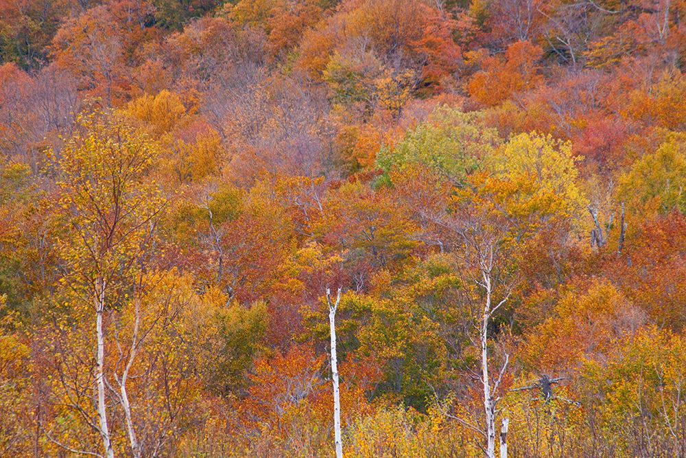 USA-New Hampshire-New England Fall colors on hillsides along highway 16 north of Jackson art print by Sylvia Gulin for $57.95 CAD